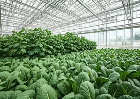 The Sustainable Harvest Collection